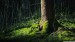 forest_moss-wallpaper-1366x768