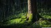 forest_moss-wallpaper-1920x1080